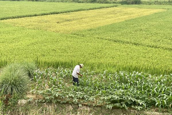 Thúc đẩy liên kết trong sản xuất và tiêu thụ sản phẩm nông nghiệp tại Quảng Nam