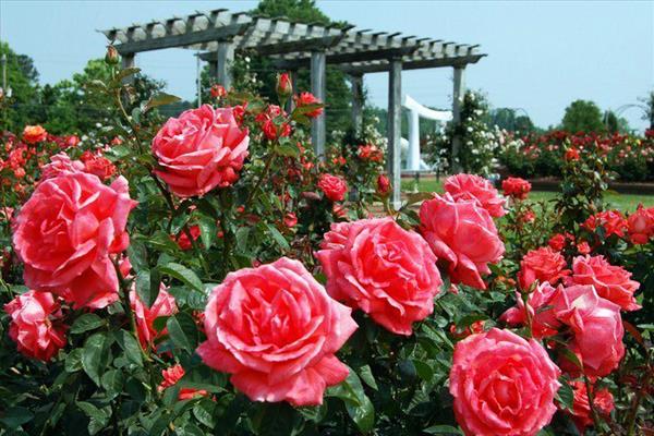 Nông dân Kon Tum trồng hoa hồng Bulgaria