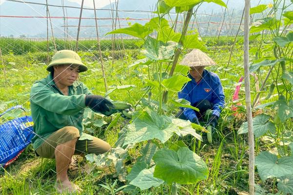 Lai Châu tận dụng tiềm năng phát triển nông nghiệp, nâng cao đời sống nông dân