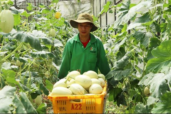 Nông nghiệp hữu cơ và “bước đi” chinh phục thị trường
